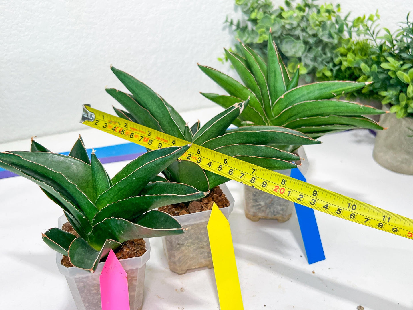Sansevieria Adaman (#A1) | Imported Plants | Rare Hybrid Species