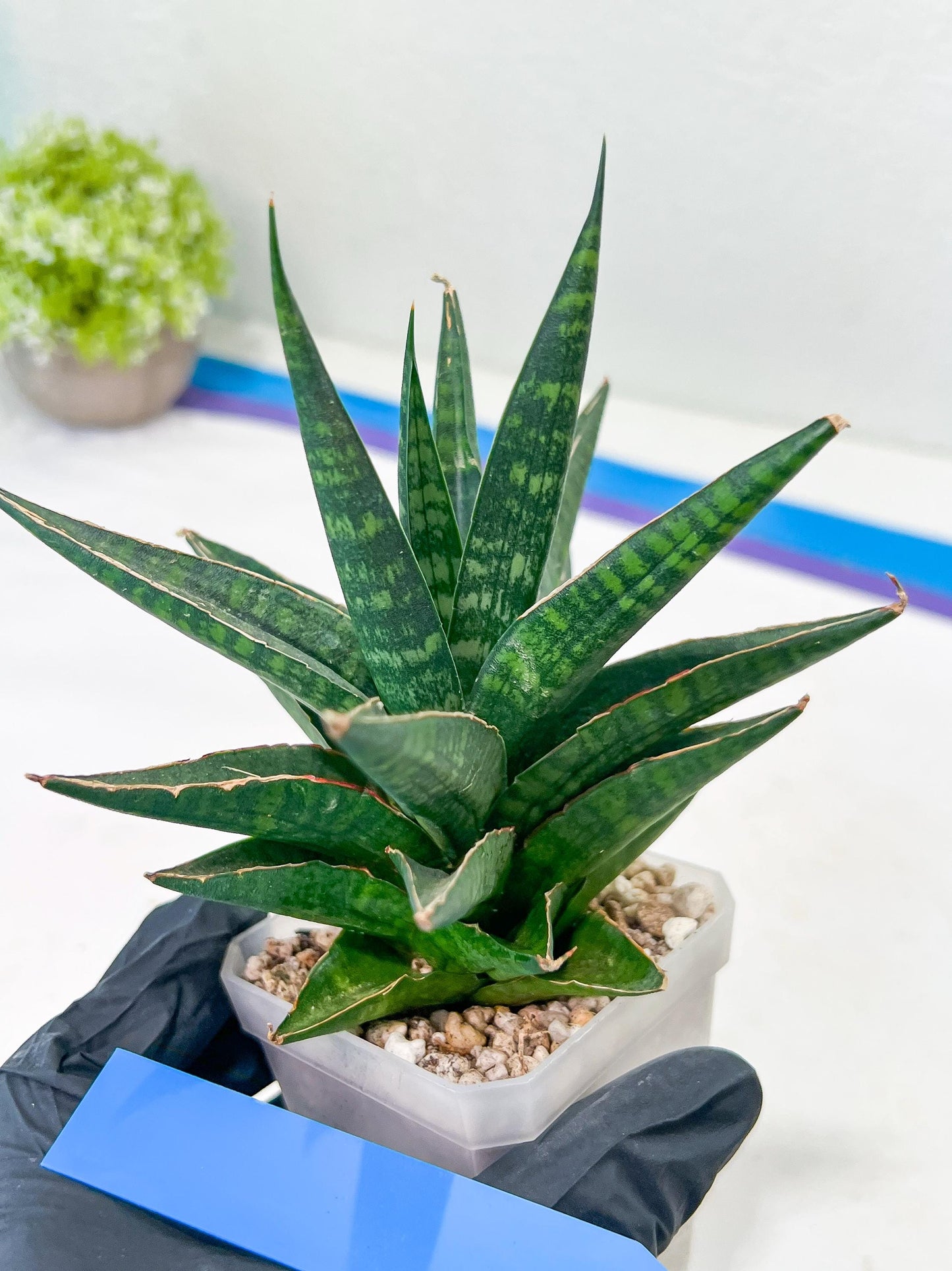Sansevieria Manny Pacquiao (#RA25) | Imported Plants | Rare Hybrid Species