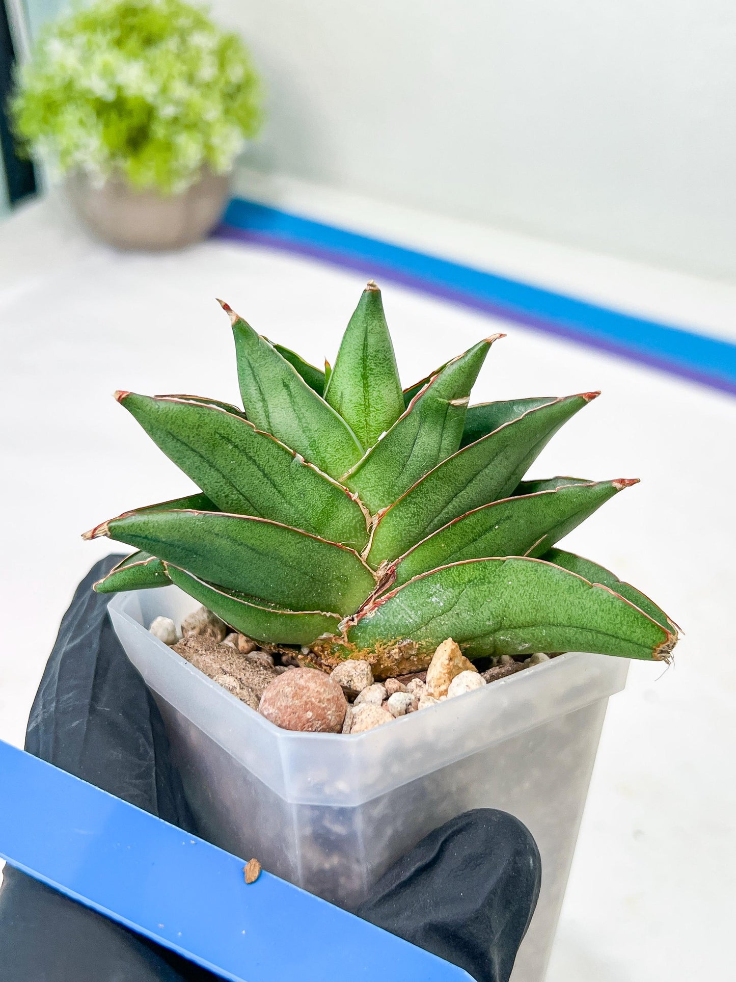 Sansevieria Emerald Wing (#2) | Imported Plants | Rare Hybrid Species