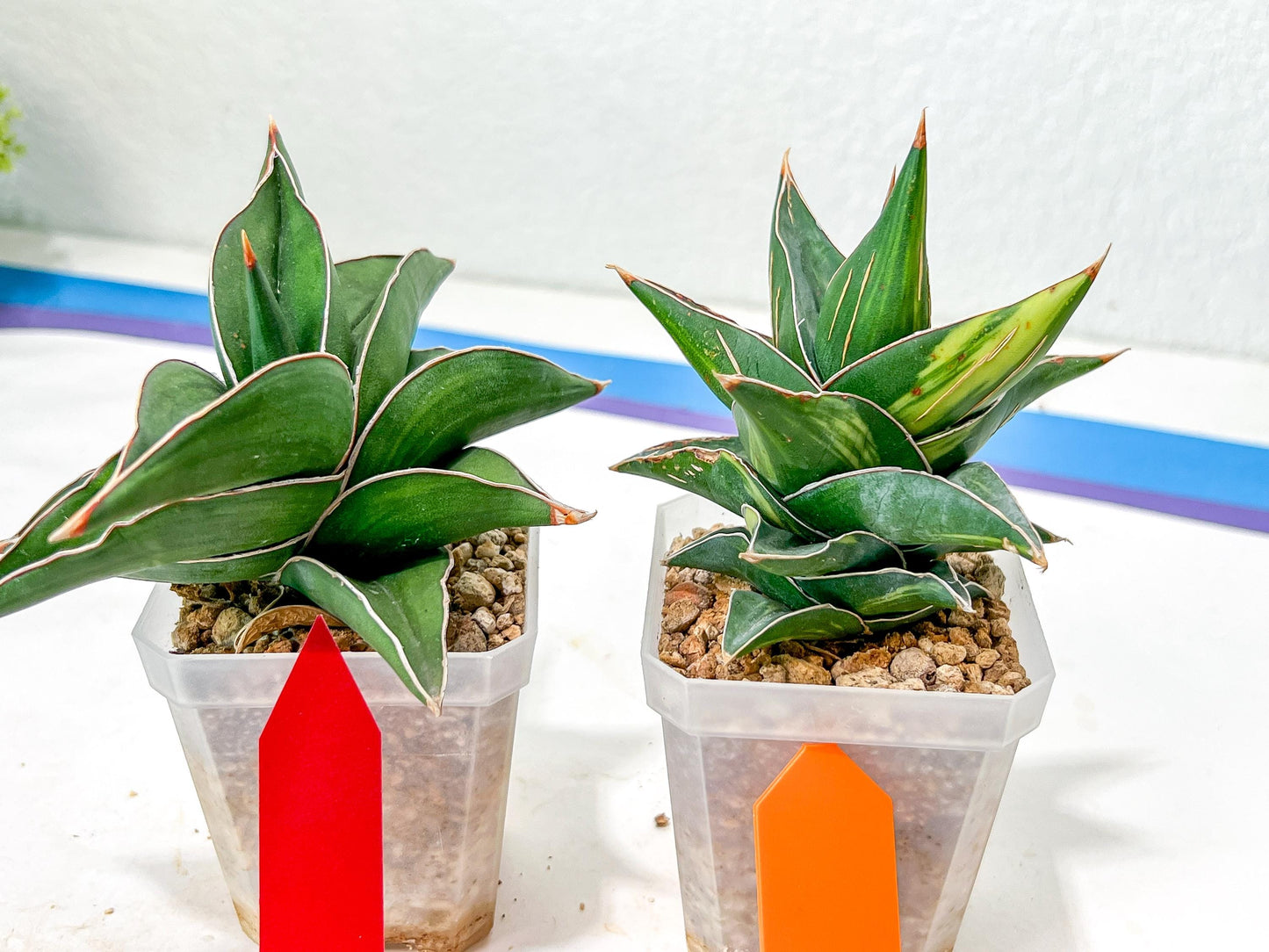 Rare Collections (#G3A) | Plant names in description. Msg for more photos.