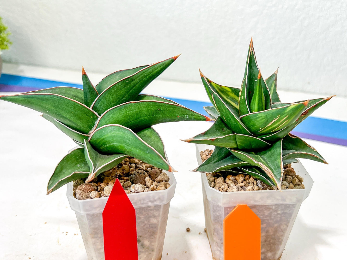 Rare Collections (#G3A) | Plant names in description. Msg for more photos.