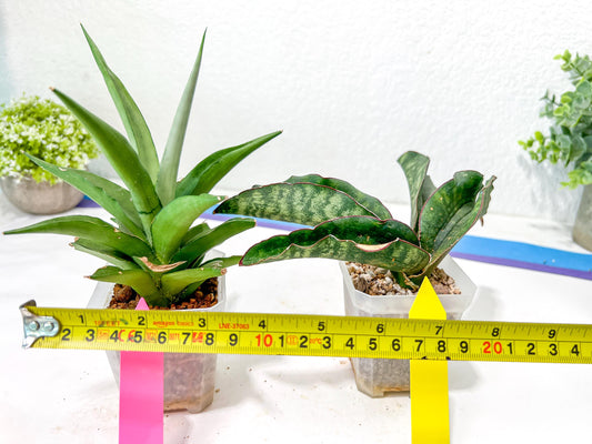 Rare Collections (#G3B) | Plant names in description. Msg for more photos.