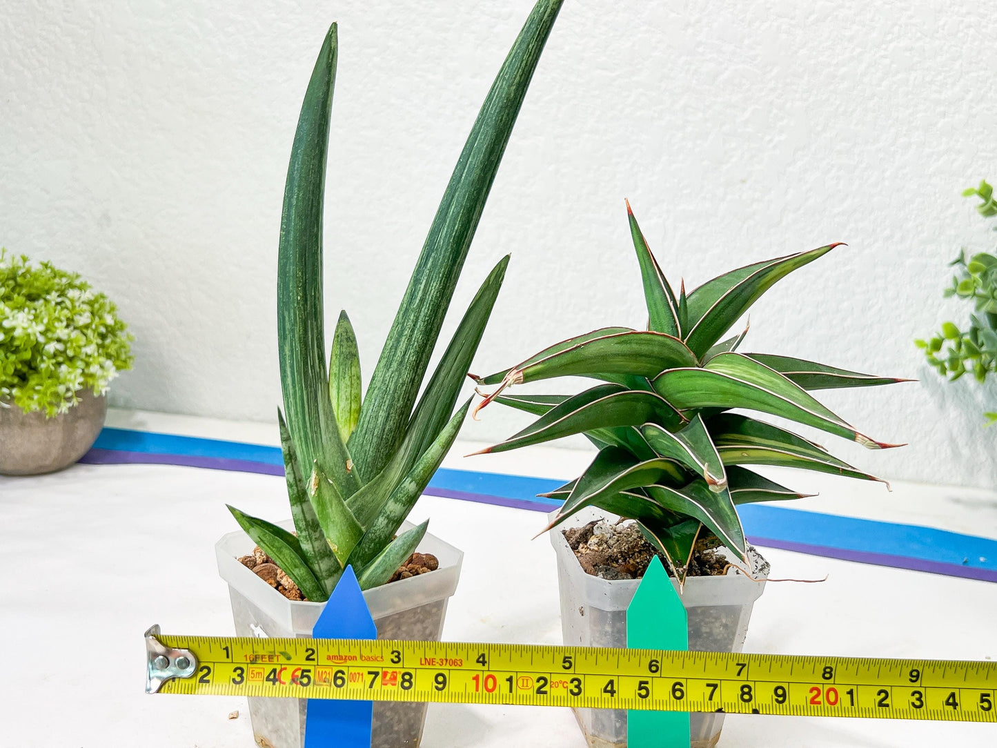 Rare Collections (#G3B) | Plant names in description. Msg for more photos.