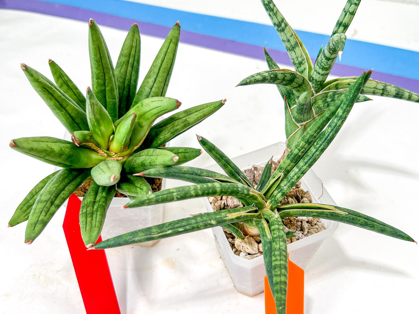 Rare Collections (#G3B) | Plant names in description. Msg for more photos.