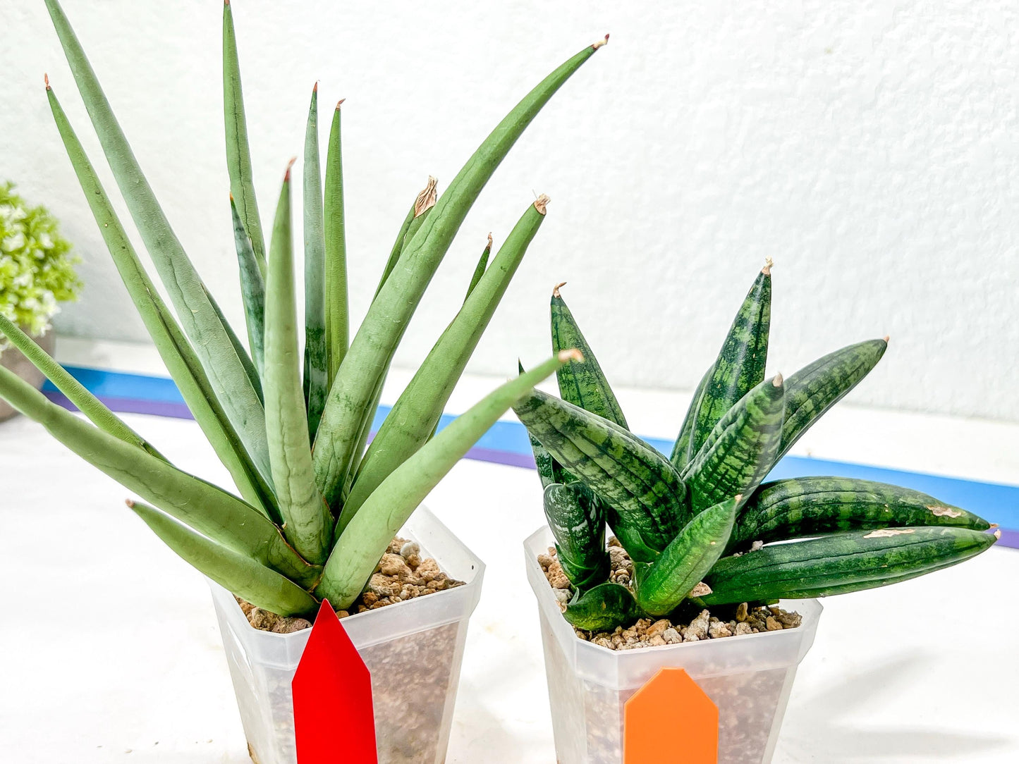 Rare Collections (#G6A) | Plant names in description. Msg for more photos.