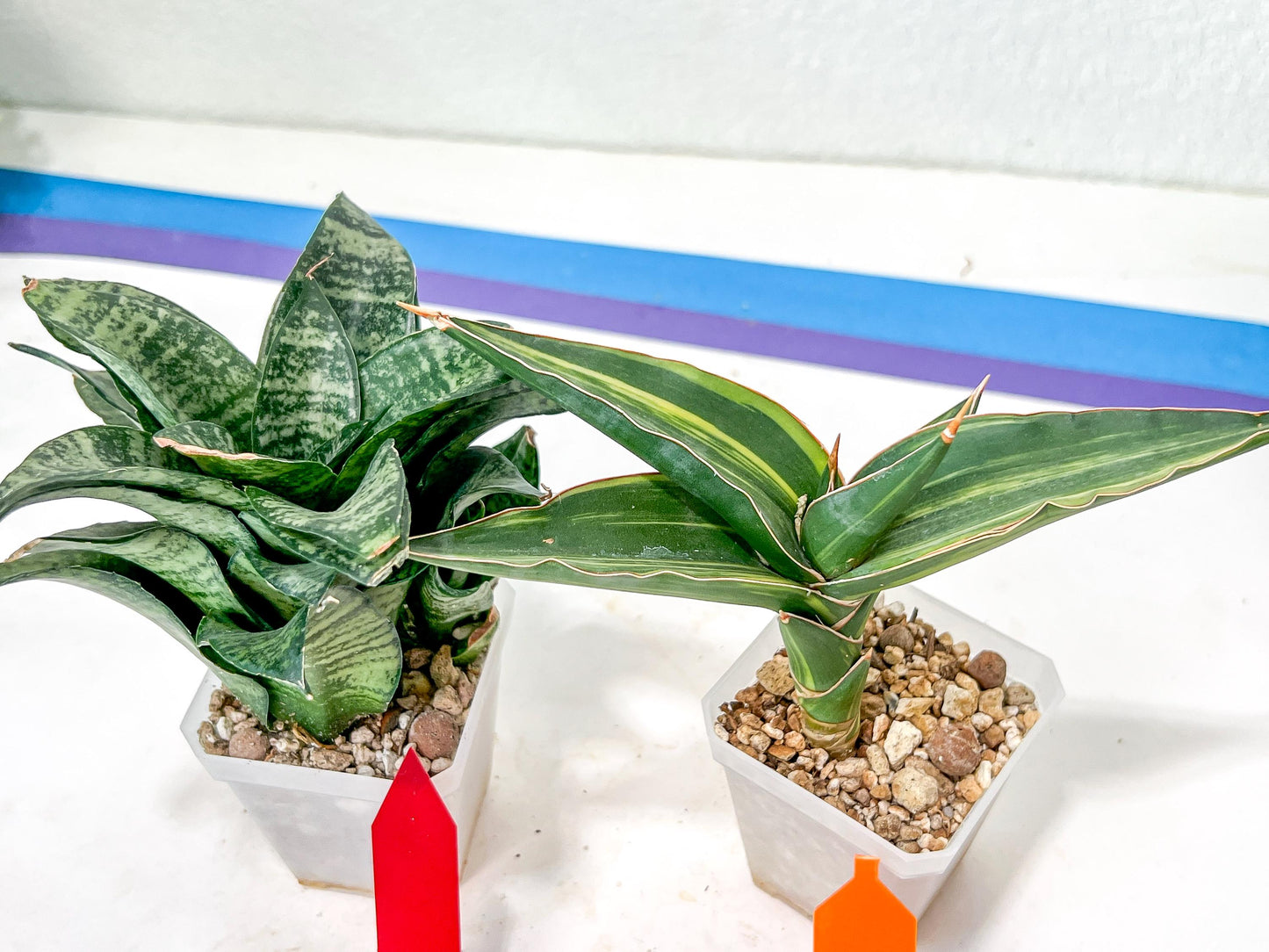 Rare Collections (#G6B) | Imported Plants | Rare Hybrid Species