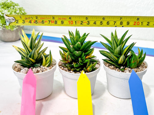 Haworthiopsis Glabrata | Impored Haworthia | Rare Haworthia