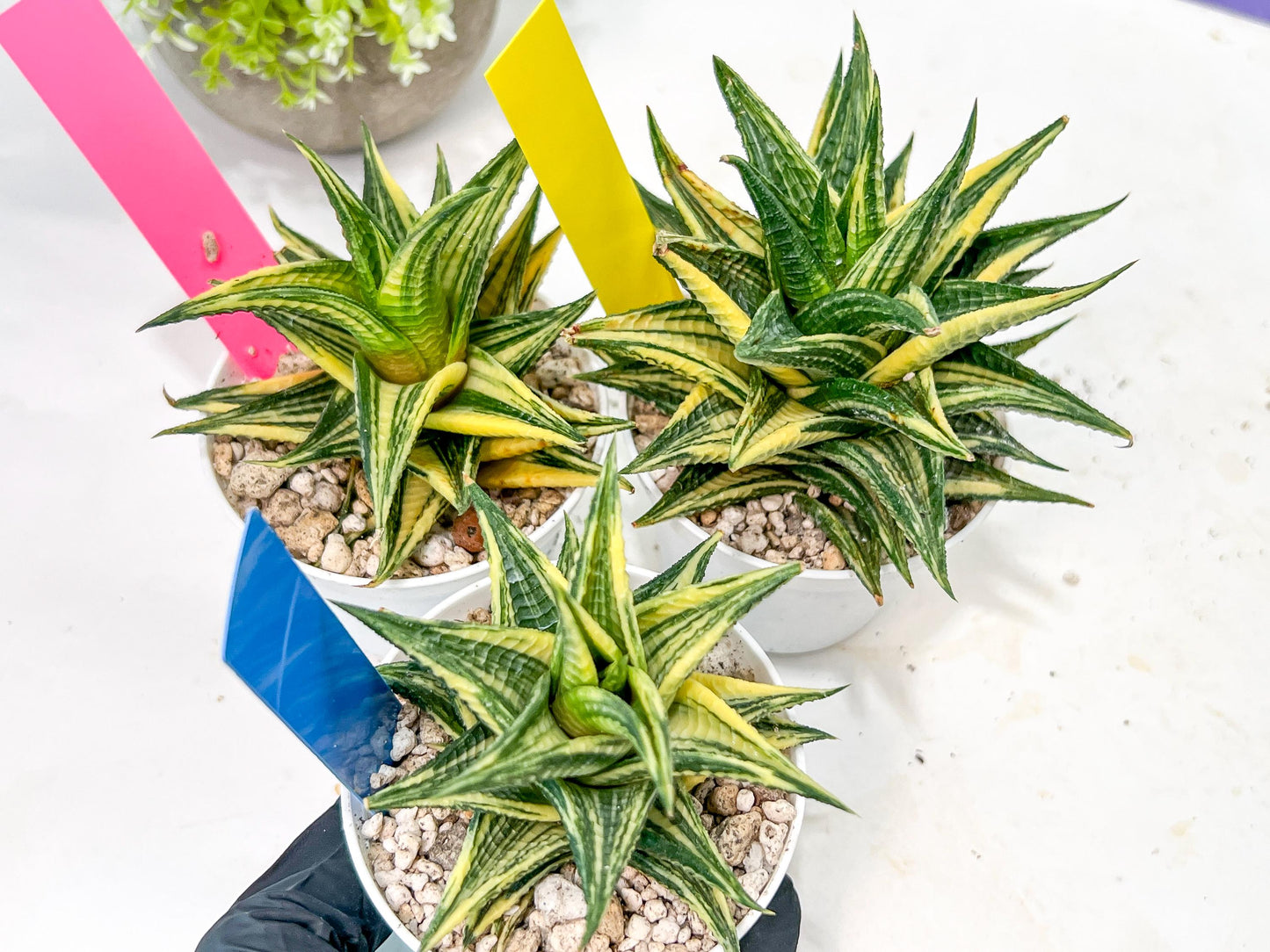 Haworthia Limifolia Hybrid Var | Impored Haworthia | Rare Haworthia
