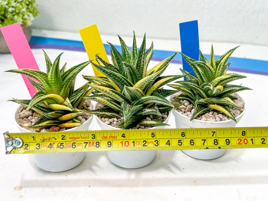 Haworthia Limifolia Hybrid Var | Impored Haworthia | Rare Haworthia