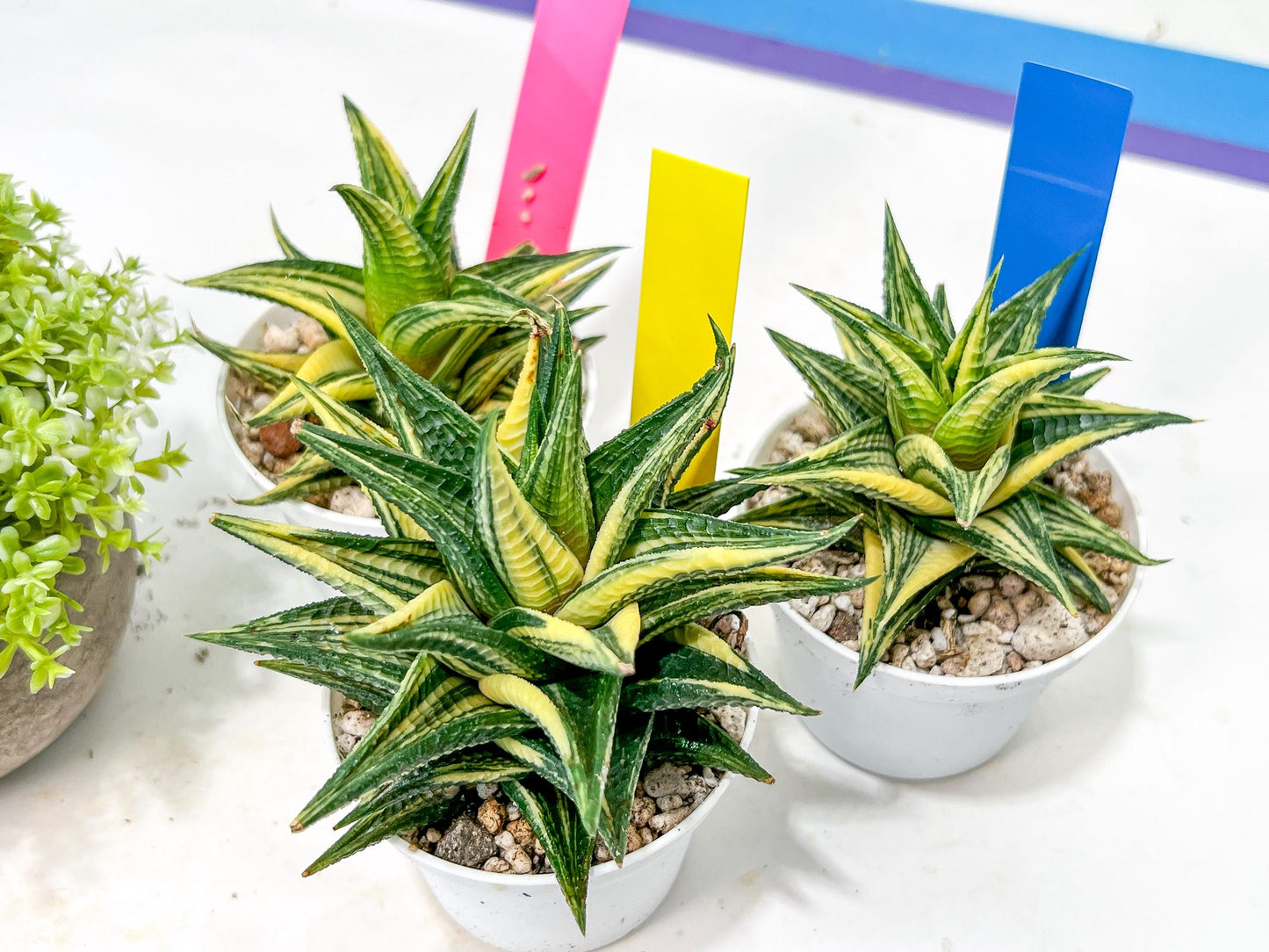 Haworthia Limifolia Hybrid Var | Impored Haworthia | Rare Haworthia