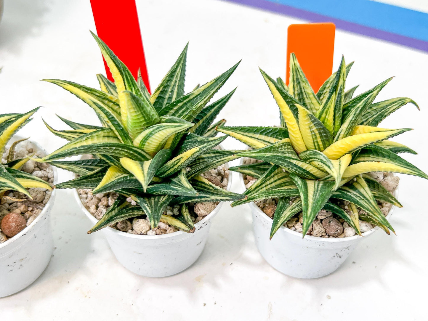 Haworthia Limifolia Hybrid Var | Impored Haworthia | Rare Haworthia