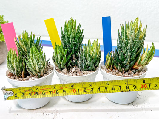 Haworthia Reinwardtii Var | Impored Haworthia | Rare Plants