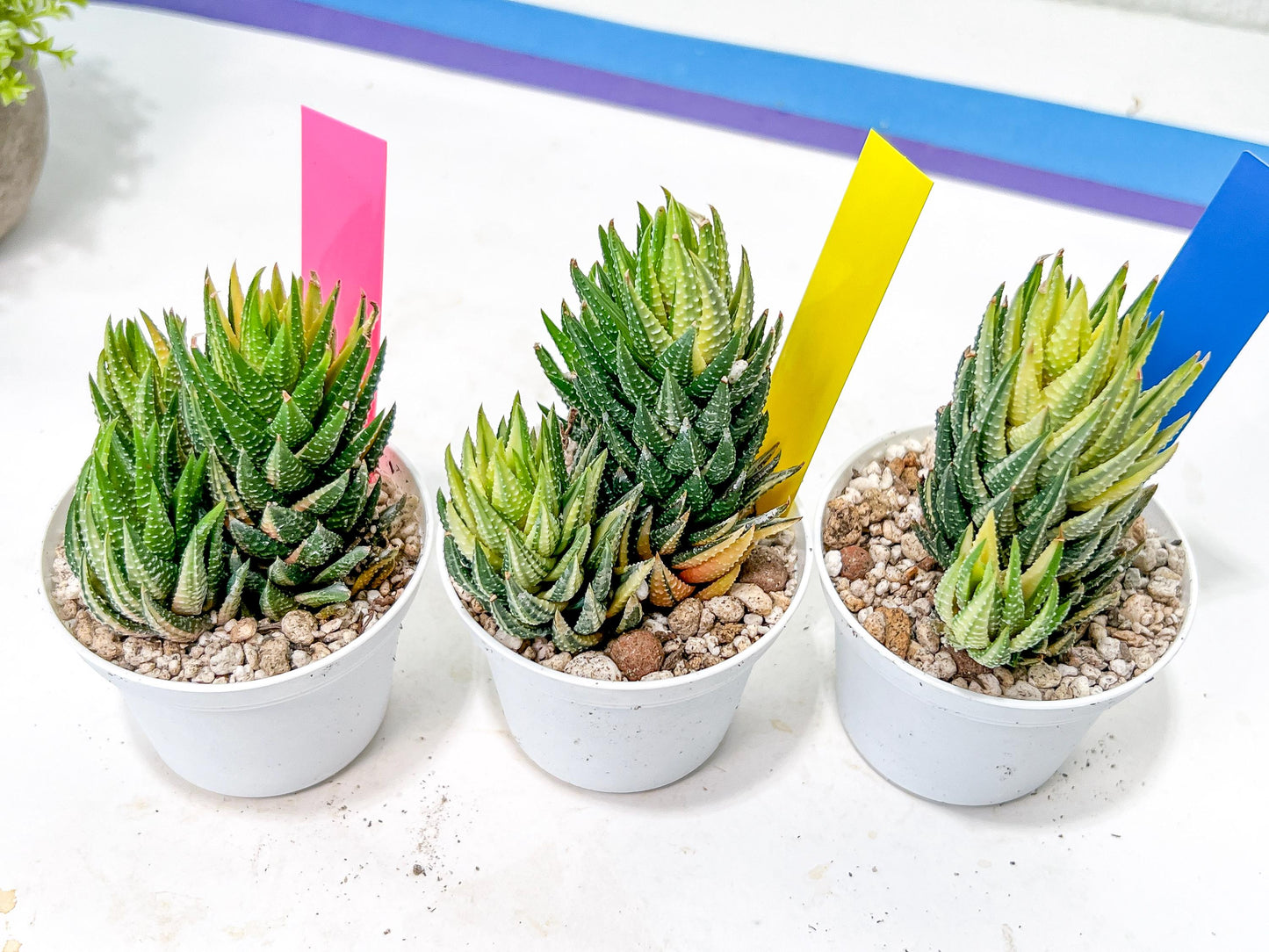 Haworthia Reinwardtii Var | Impored Haworthia | Rare Plants