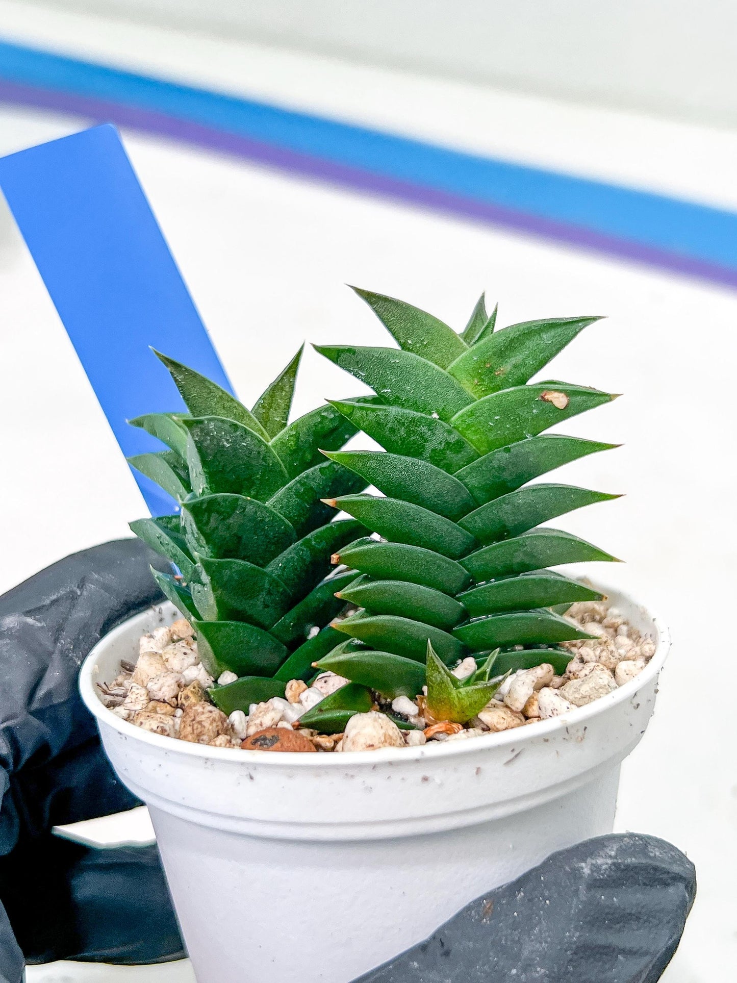 Haworthiopsis viscosa | Impored Haworthia | Rare Plants