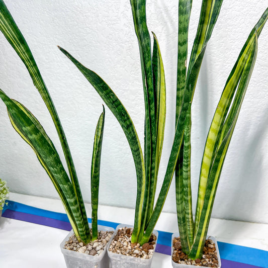 Sansevieria Trifasciata Parva Stick Var (Blue) | Imported Plant