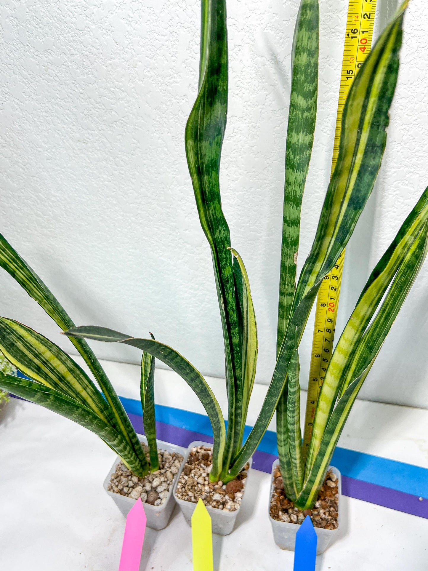 Sansevieria Trifasciata Parva Stick Var | Imported Plants | Rare Hybrid Species