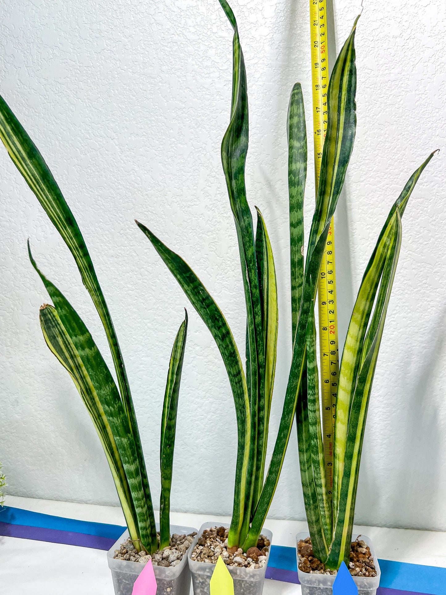 Sansevieria Trifasciata Parva Stick Var | Imported Plants | Rare Hybrid Species