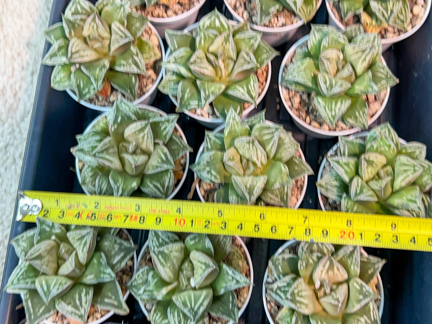 Haworthia Dojakudai Cobbledon | Imported Succulent