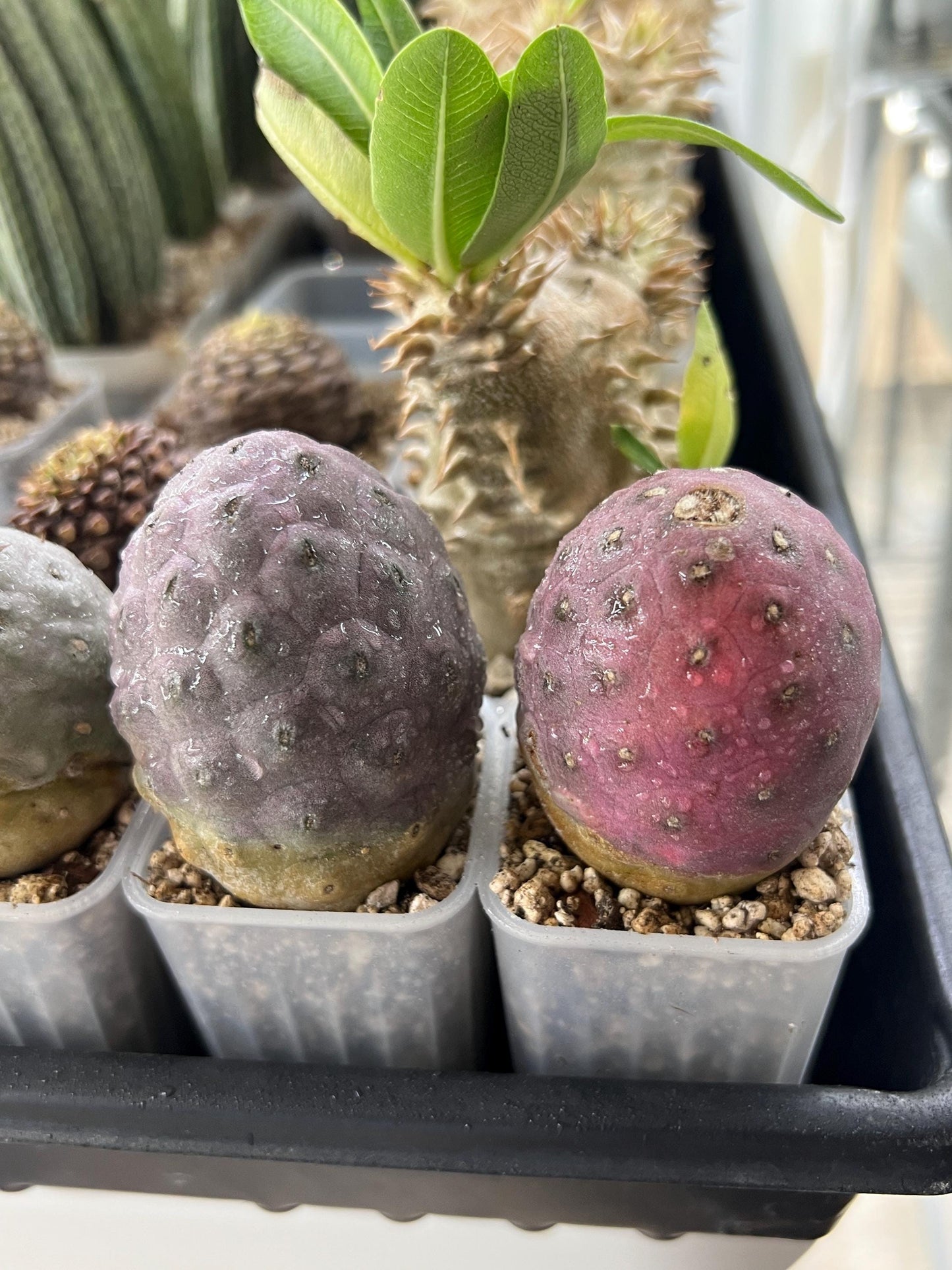 Tephrocactus Geometricus | Single Ball Cactus | Imported Cactus