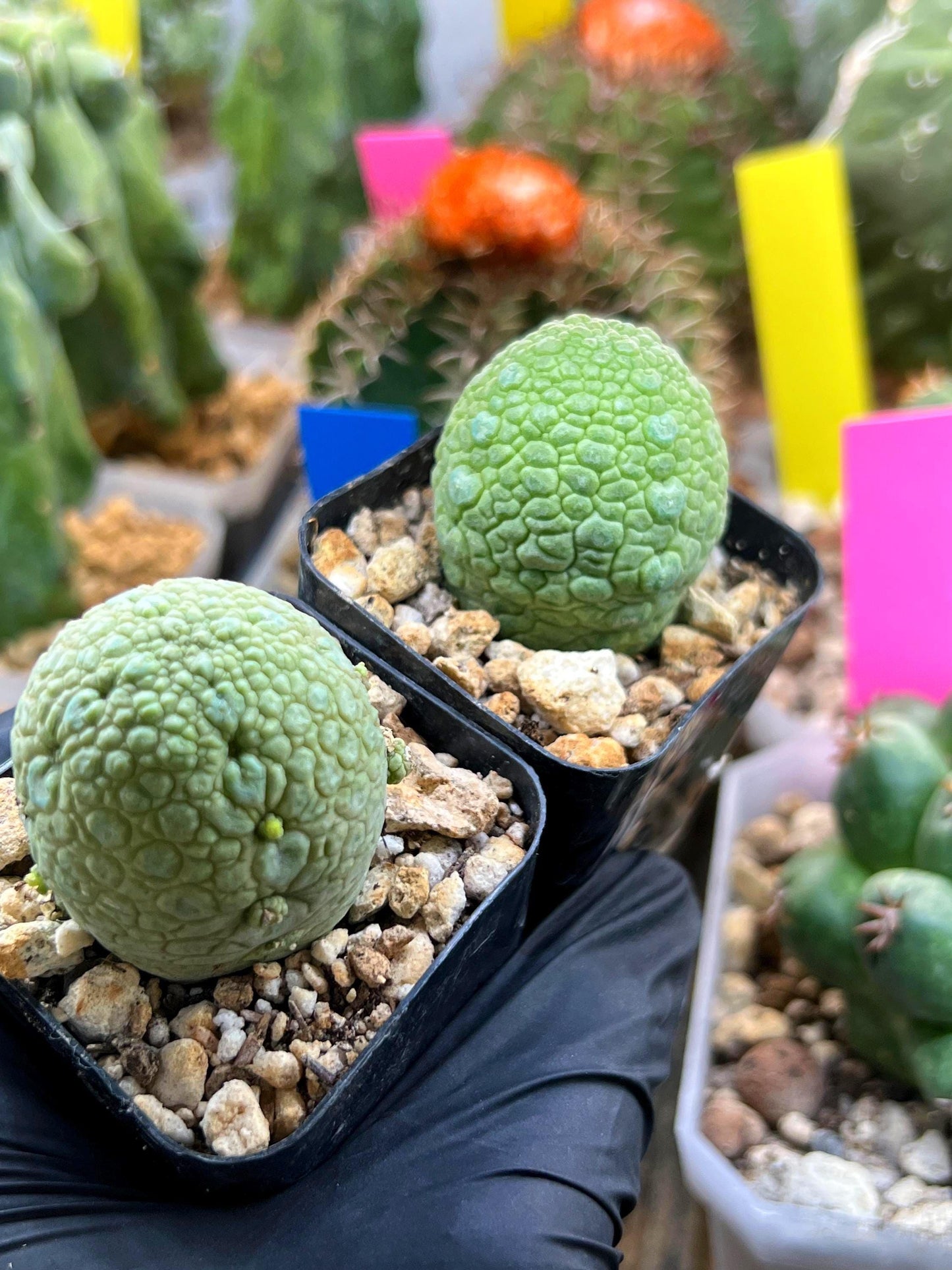 Migiurtinus Balls | Imported Cactus | Rare Succulent