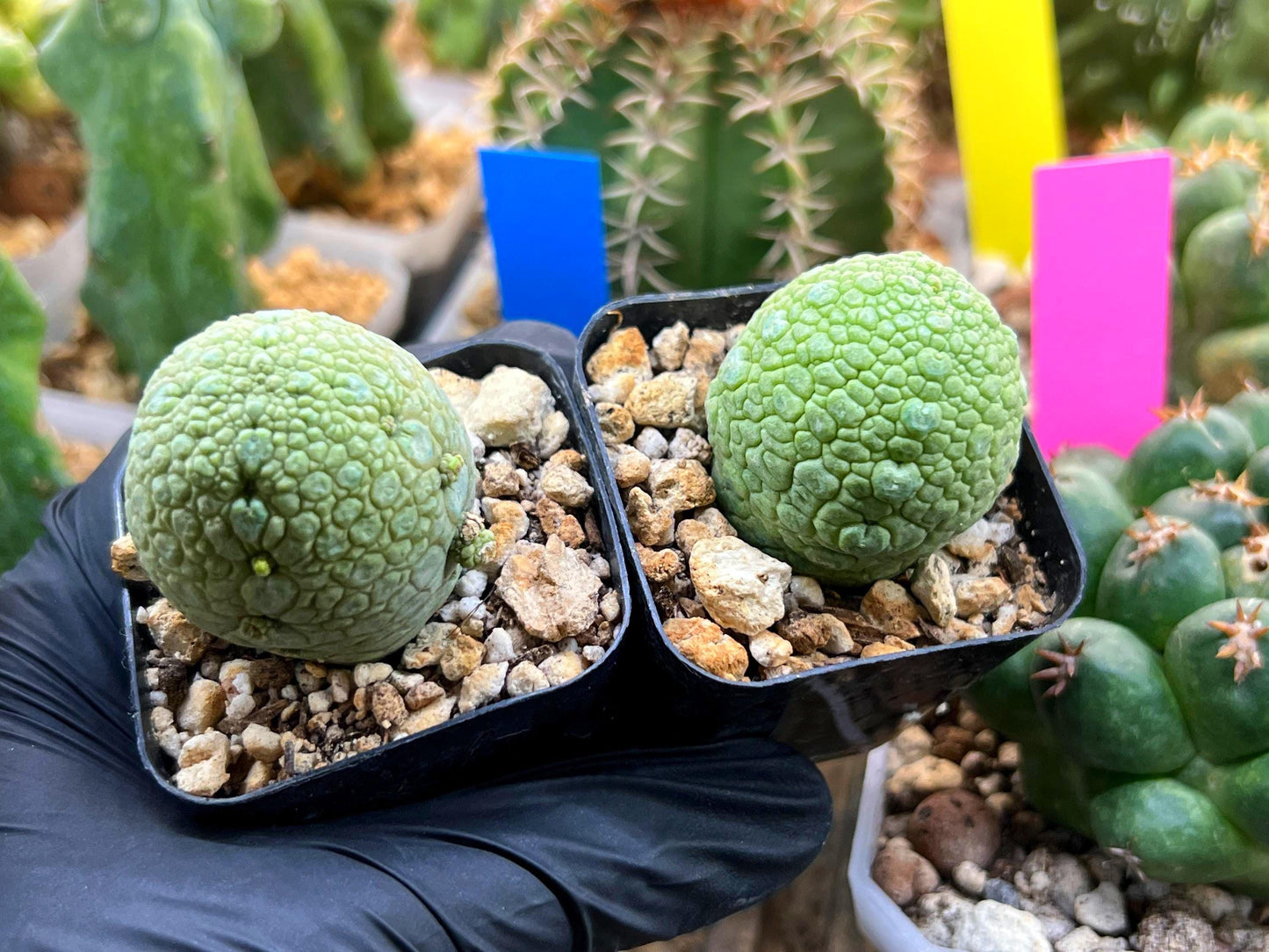 Migiurtinus Balls | Imported Cactus | Rare Succulent