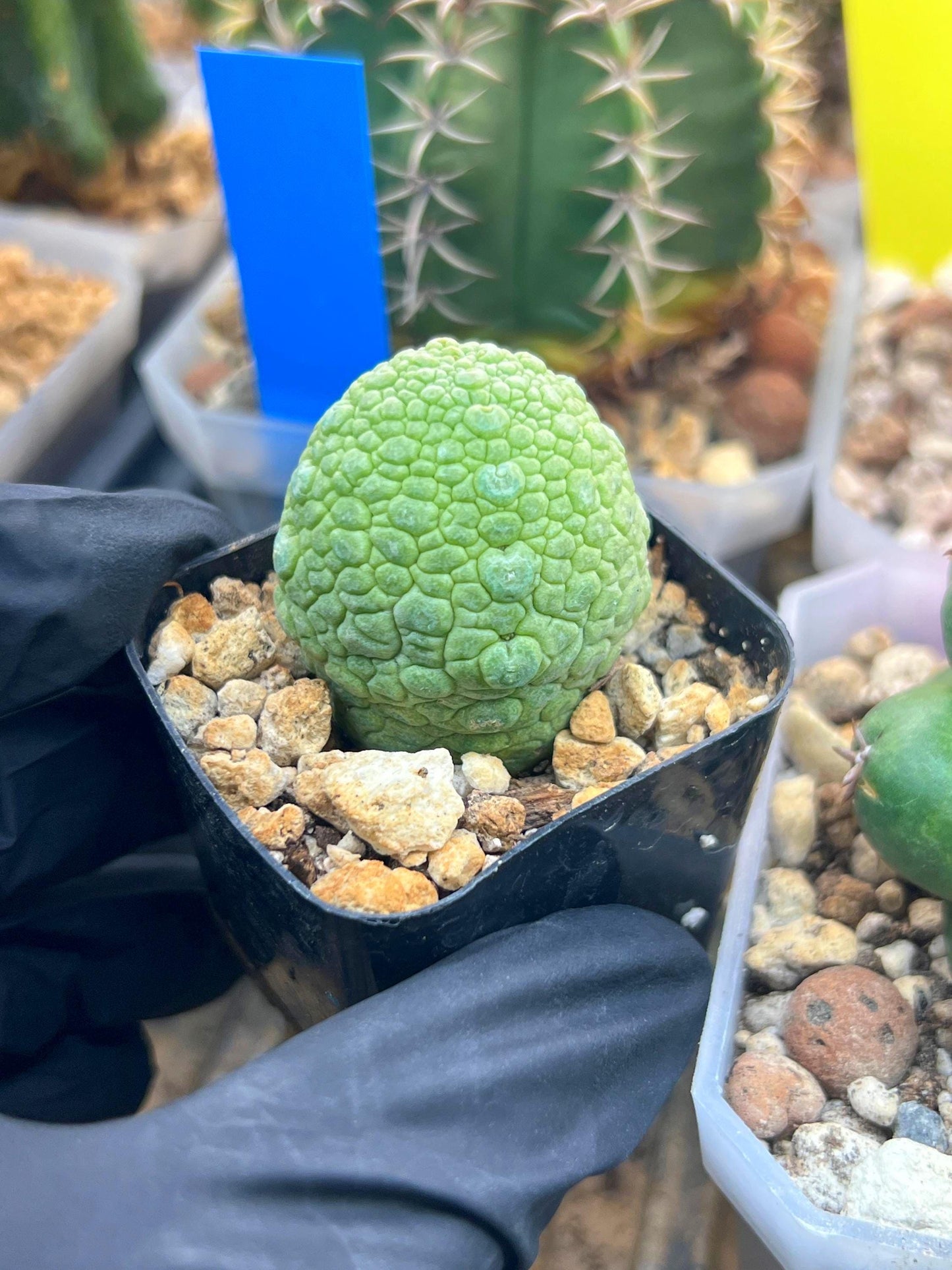 Migiurtinus Balls | Imported Cactus | Rare Succulent