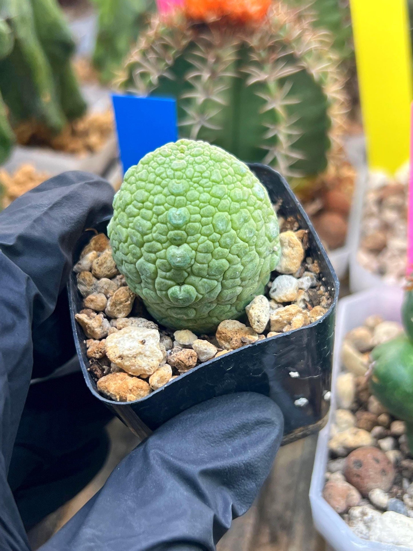 Migiurtinus Balls | Imported Cactus | Rare Succulent