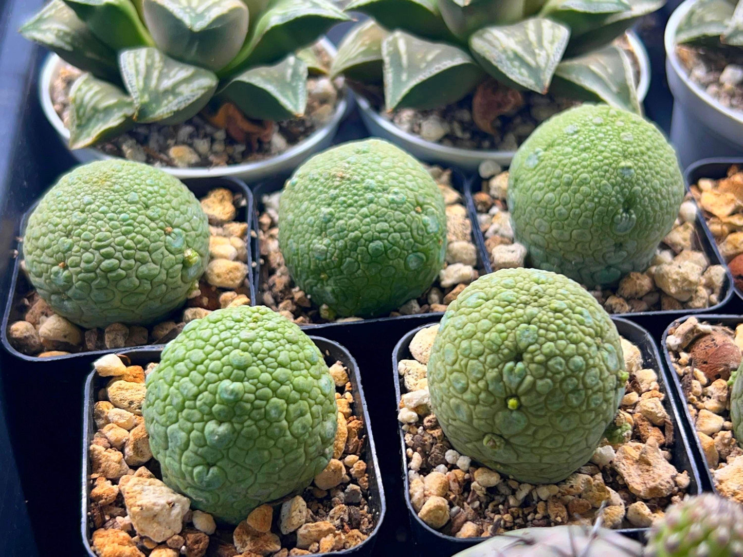 Migiurtinus Balls | Imported Cactus | Rare Succulent