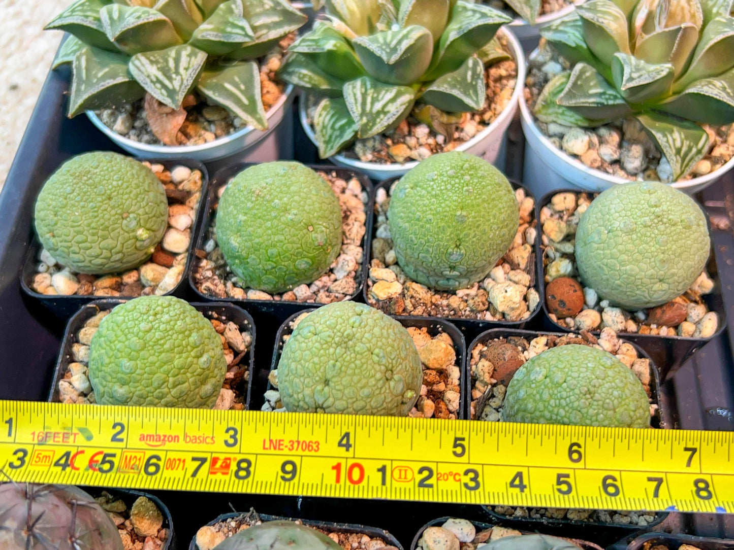 Migiurtinus Balls | Imported Cactus | Rare Succulent