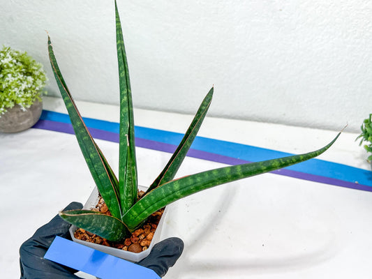 Sansevieria Snowie (#C8) | Imported Plants | Rare Hybrid Species