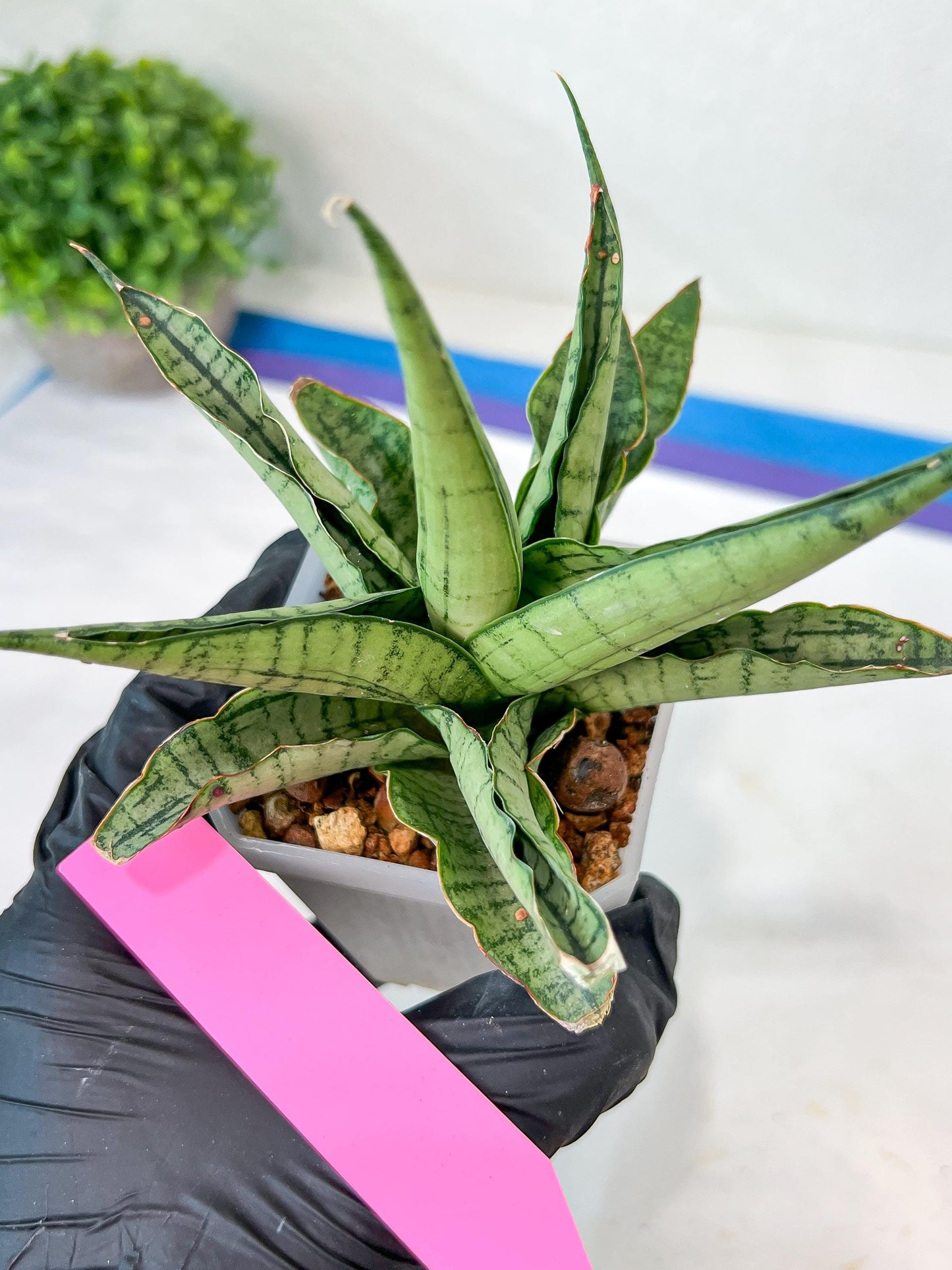 Sansevieria Himalayan (A7) | Imported Plants | Rare Hybrid Species