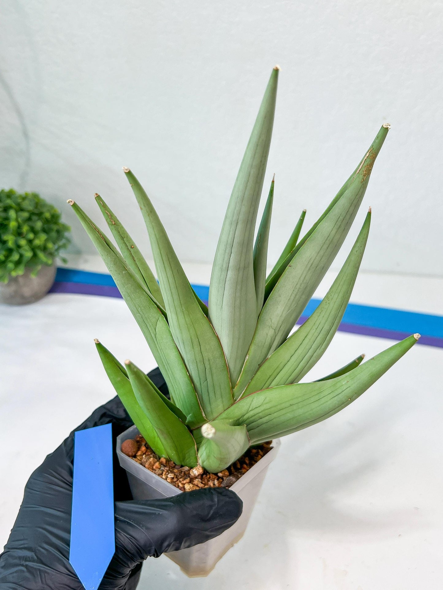 Sansevieria Chanin XL (#R54) | Imported Plants | Rare Hybrid Species