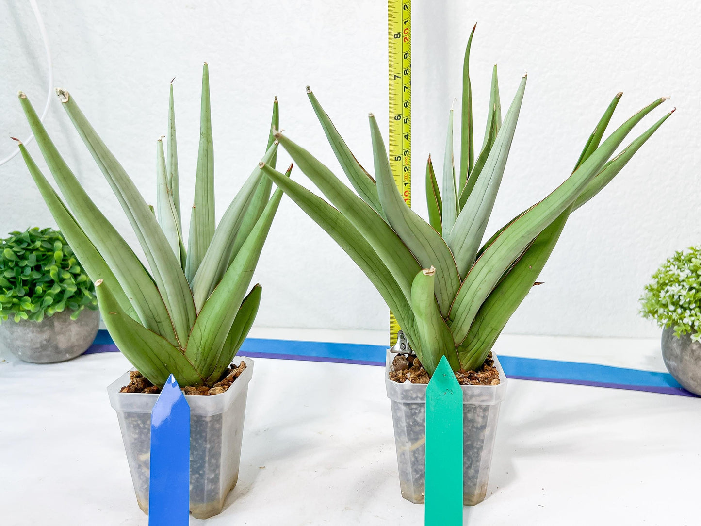 Sansevieria Bai Bid XL | Selling fast—grab it before someone else does!
