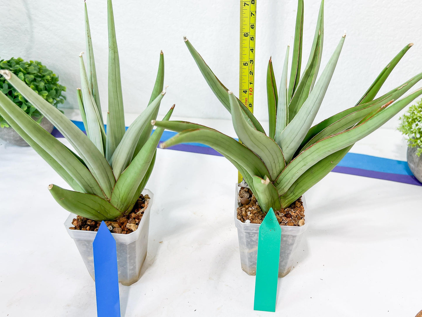 Sansevieria Bai Bid XL | Selling fast—grab it before someone else does!