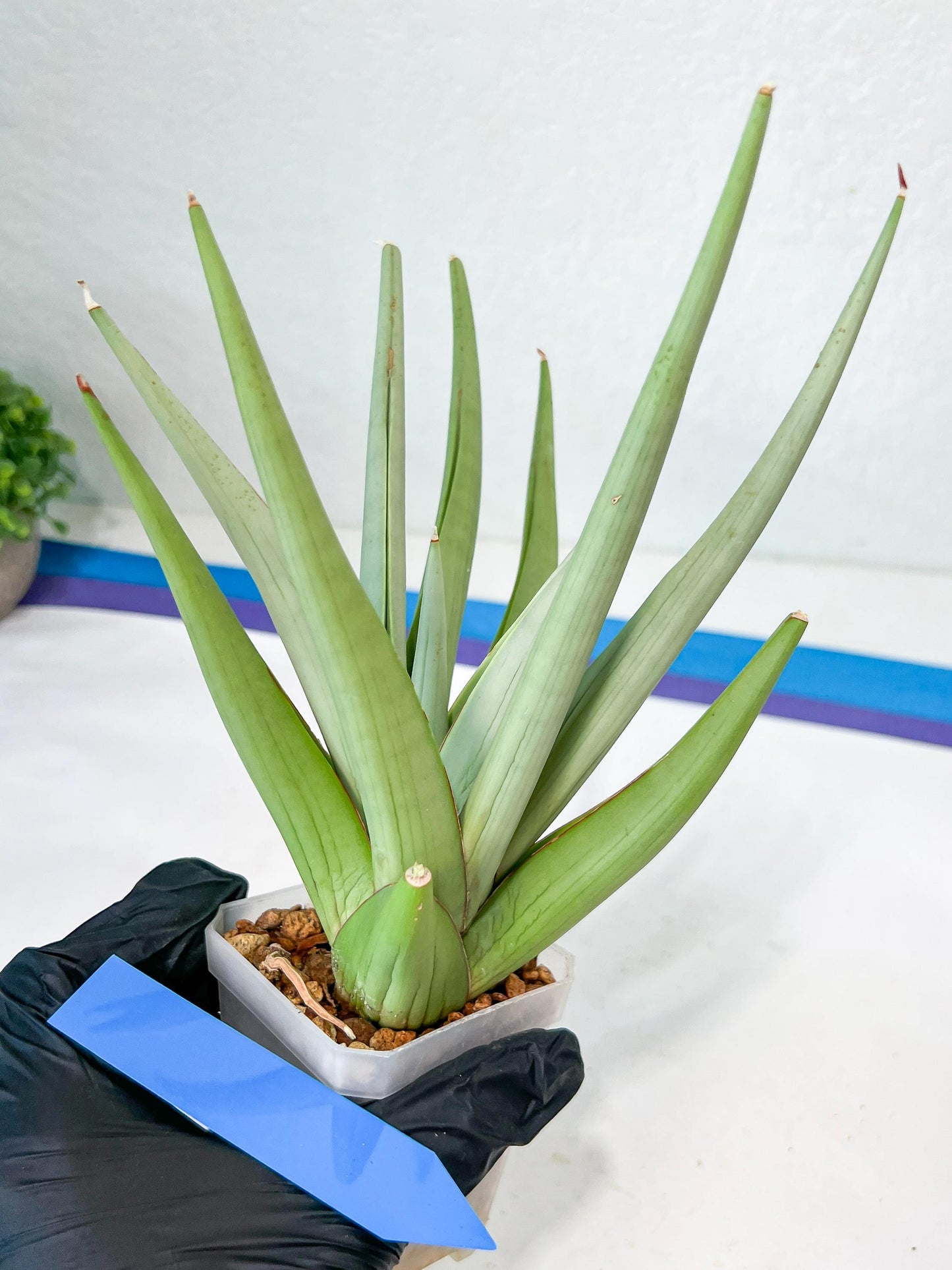 Sansevieria Bai Bid XL | Selling fast—grab it before someone else does!