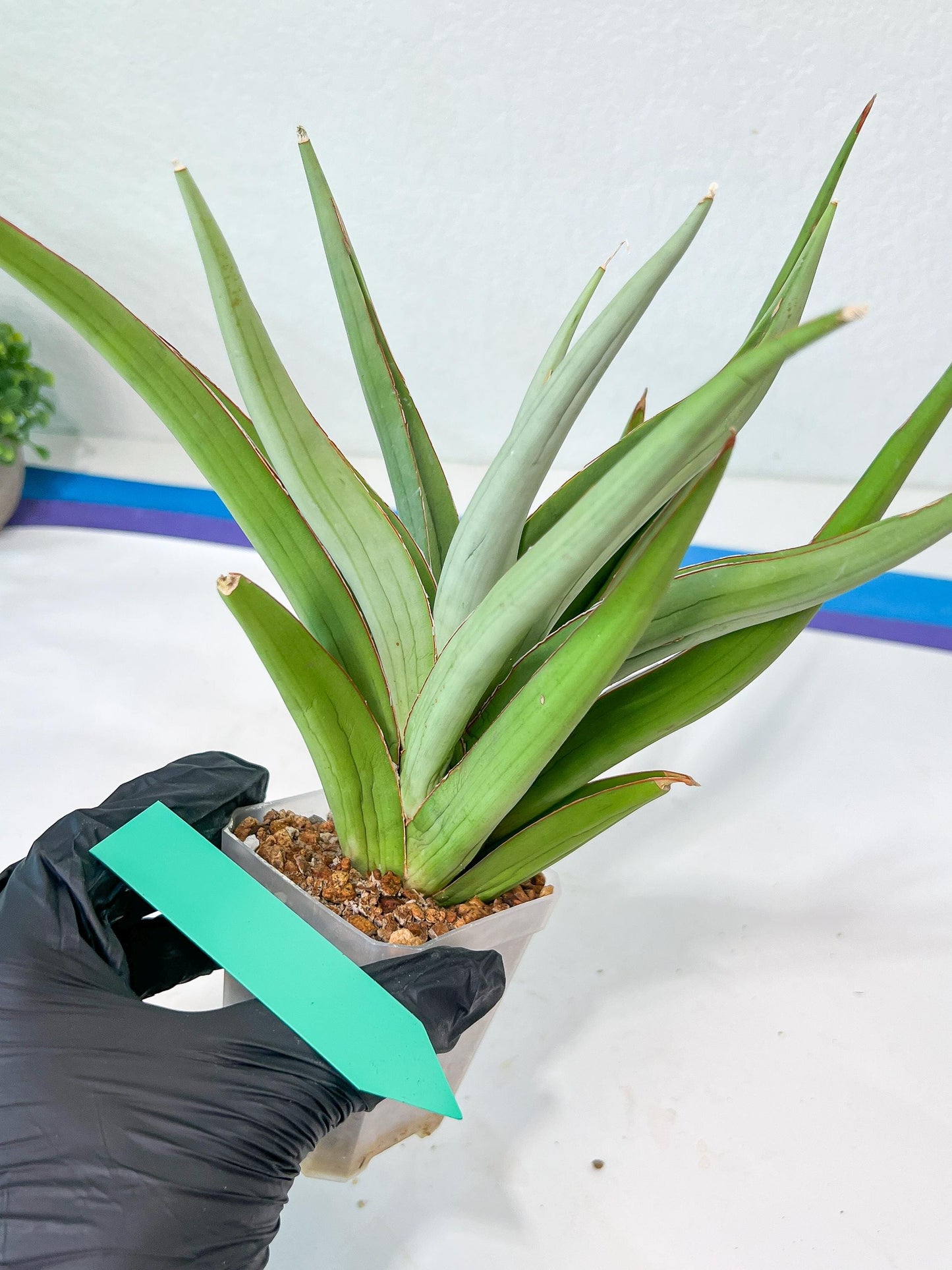 Sansevieria Bai Bid XL | Selling fast—grab it before someone else does!