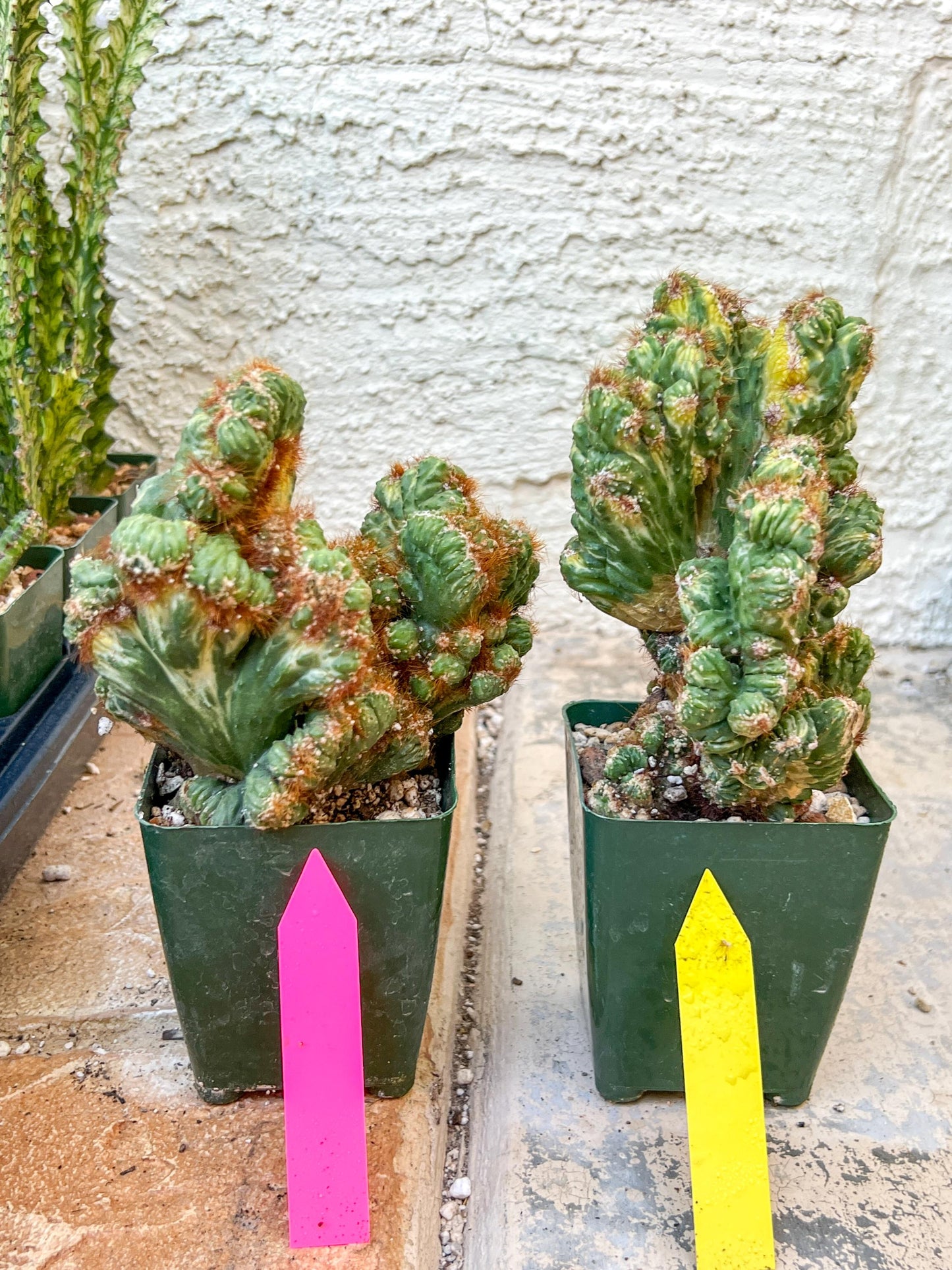 Cereus Forbesii Monstrose Variegated | Imported Cactus | Rare Succulent