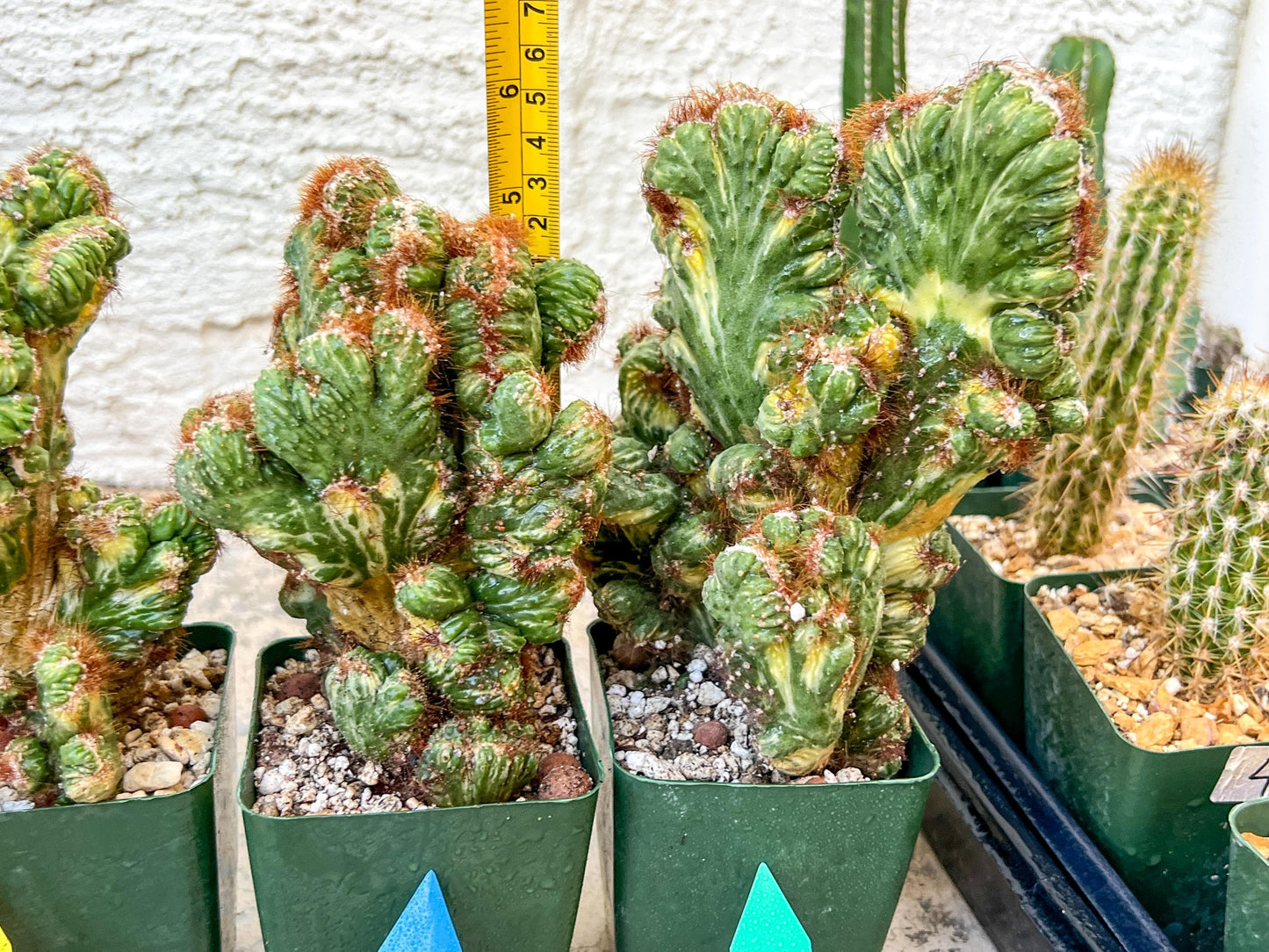 Cereus Forbesii Monstrose Variegated | Imported Cactus | Rare Succulent