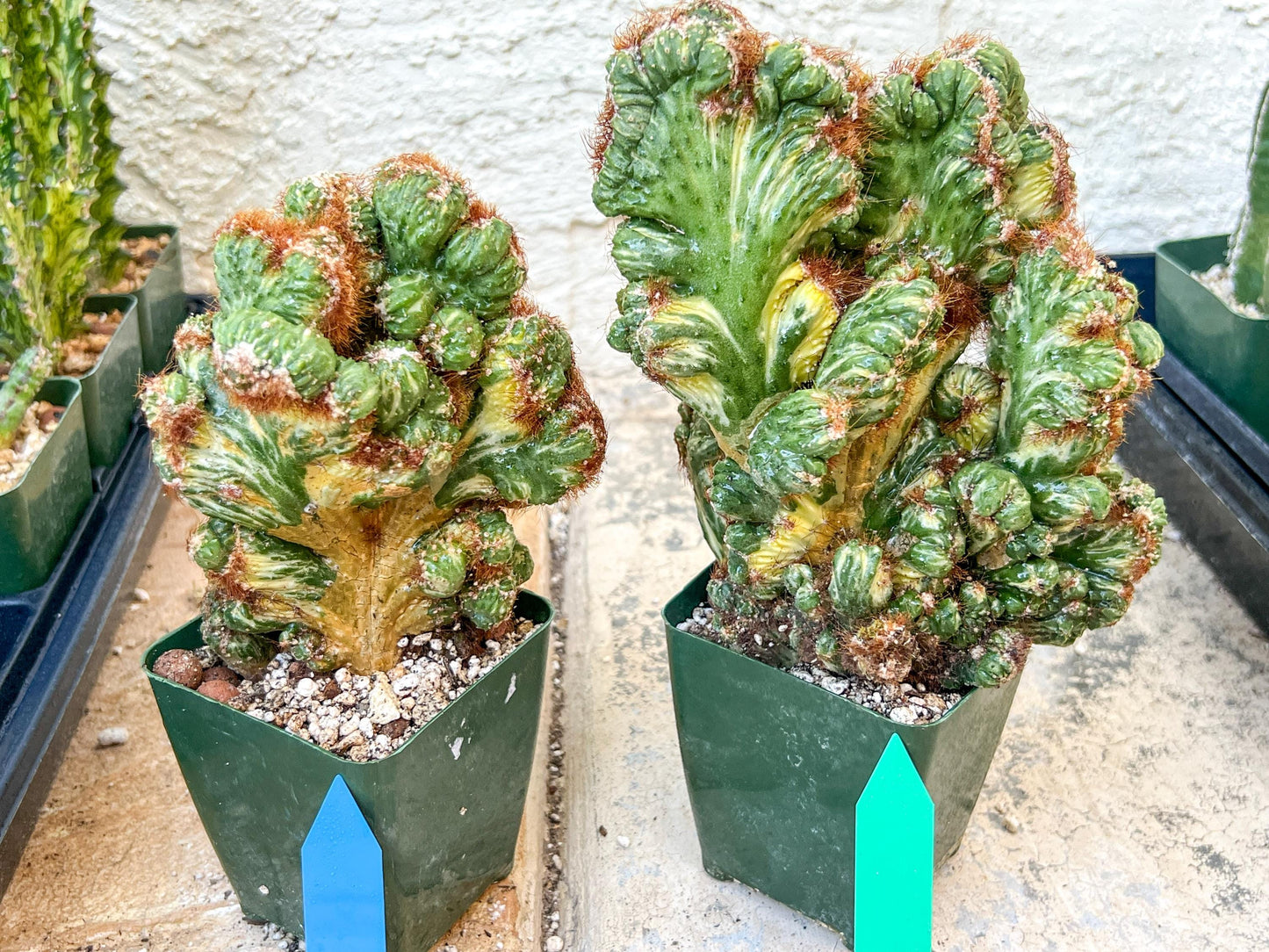 Cereus Forbesii Monstrose Variegated | Imported Cactus | Rare Succulent