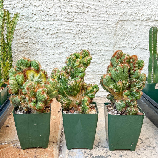 Cereus Forbesii Monstrose Variegated | Imported Cactus | Rare Succulent