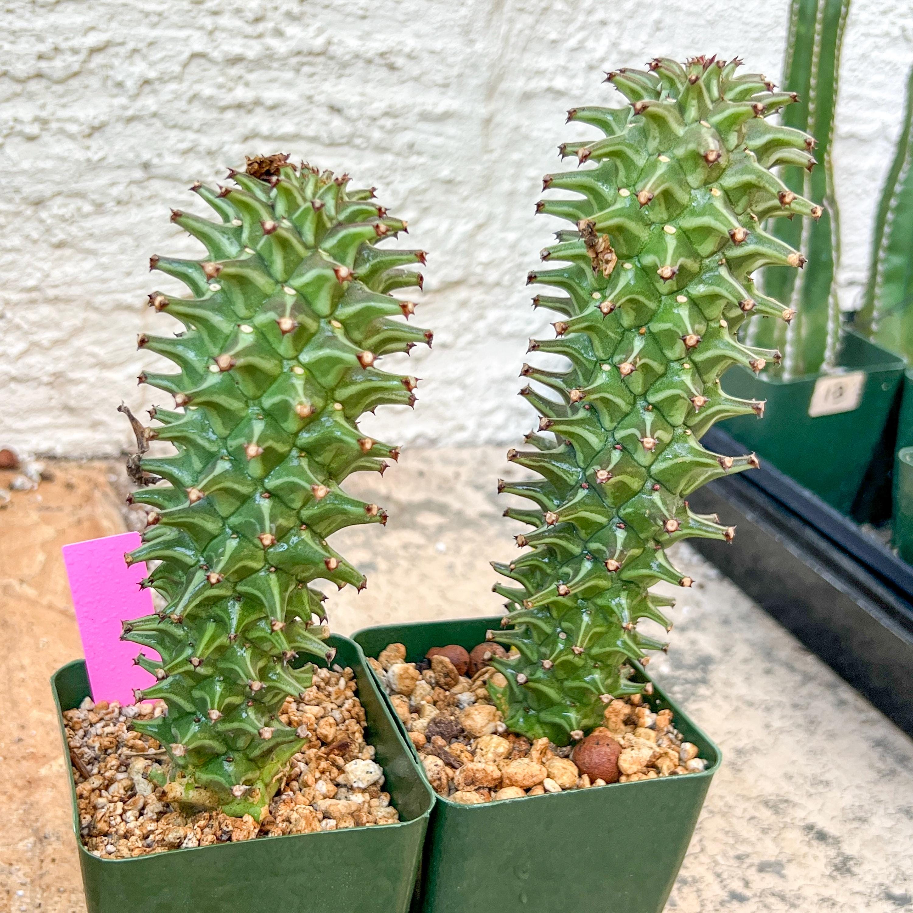 Monadenium Guentheri | Imported Cactus | Rare Succulent