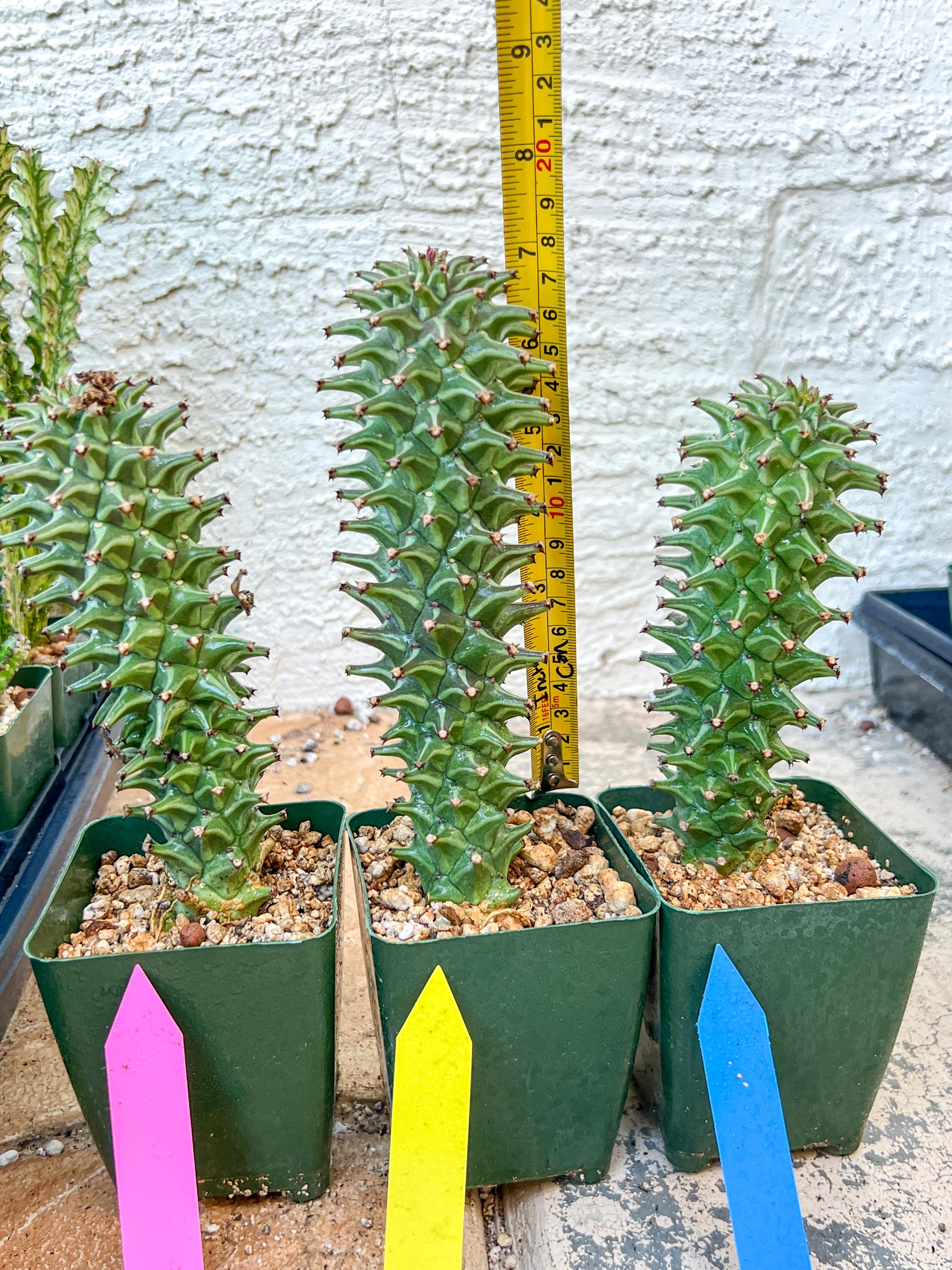 Monadenium Guentheri | Imported Cactus | Rare Succulent