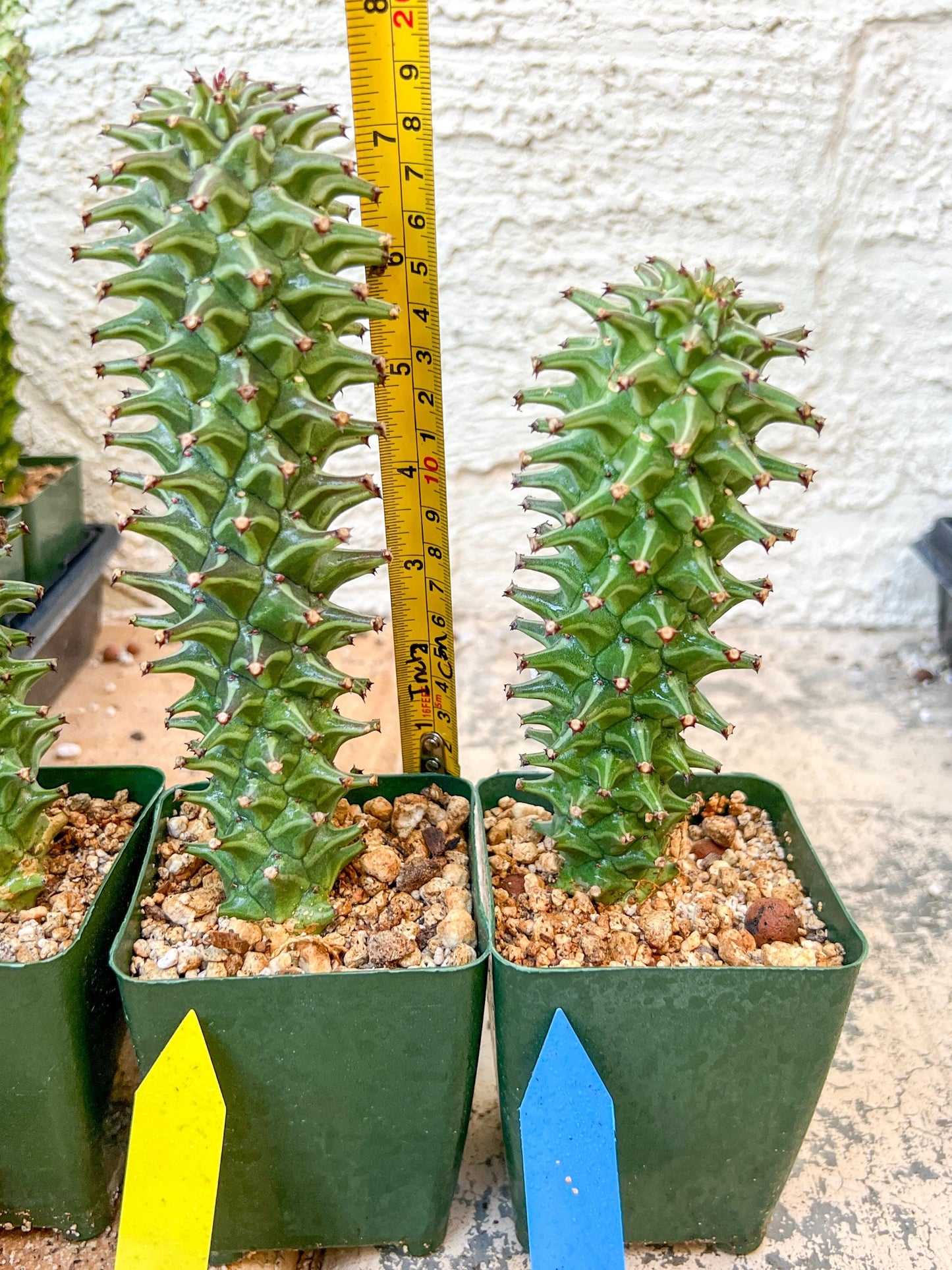 Monadenium Guentheri | Imported Cactus | Rare Succulent
