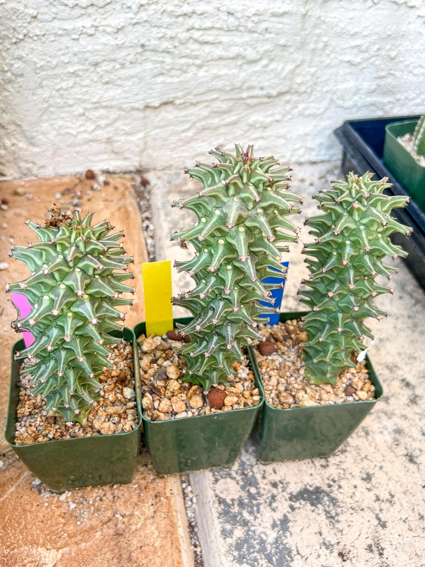 Monadenium Guentheri | Imported Cactus | Rare Succulent