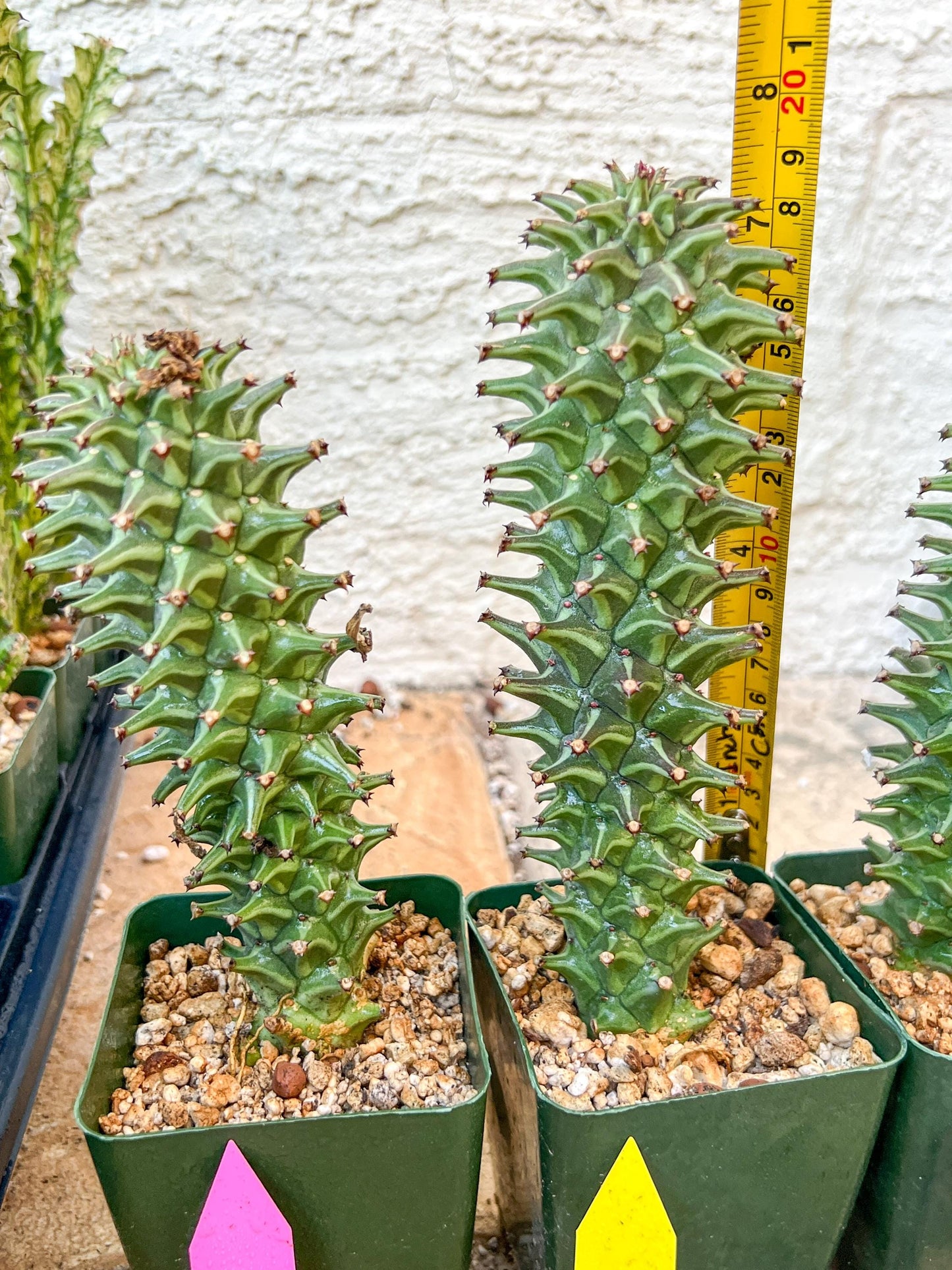 Monadenium Guentheri | Imported Cactus | Rare Succulent