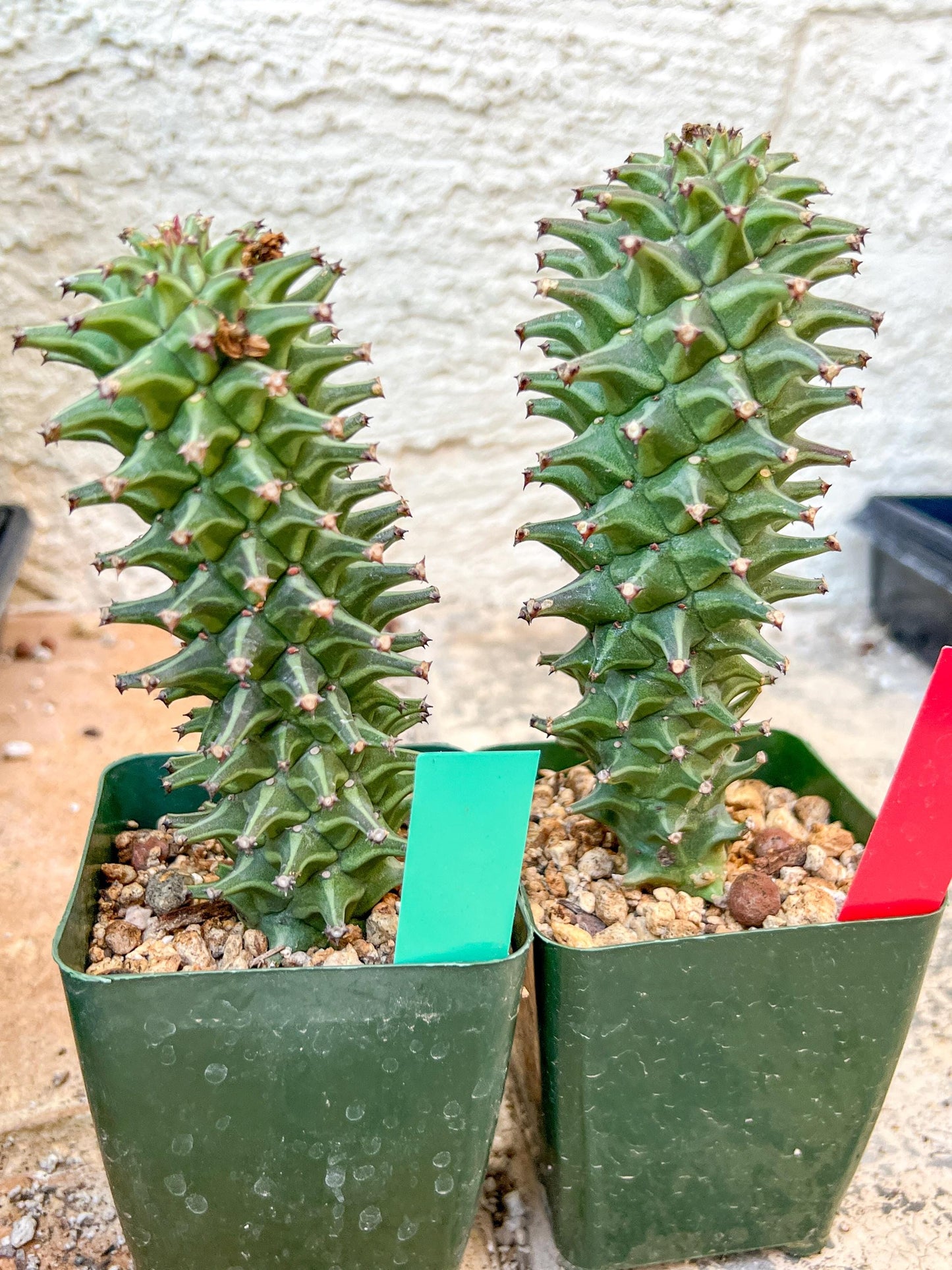 Monadenium Guentheri | Imported Cactus | Rare Succulent