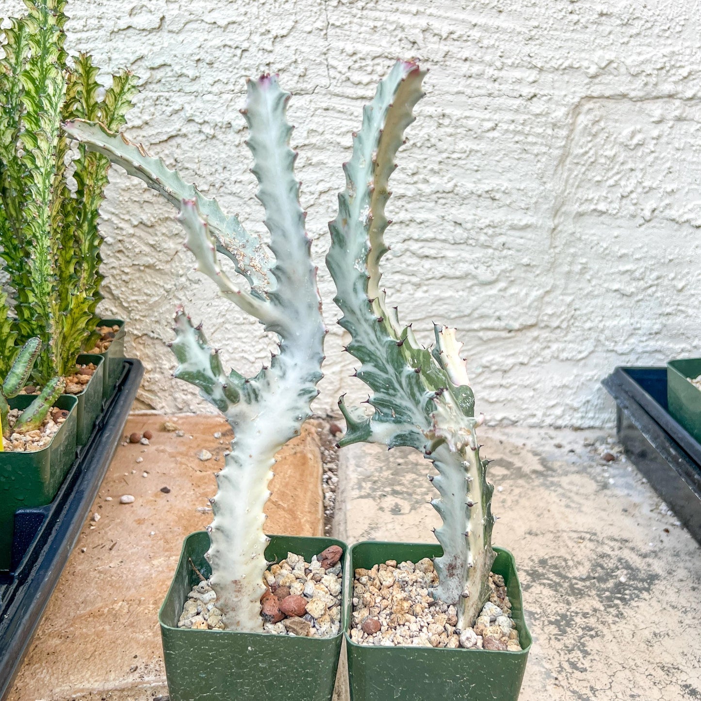 Ghost cactus (G1) | White variegated Euphorb lactea | Imported Cactus