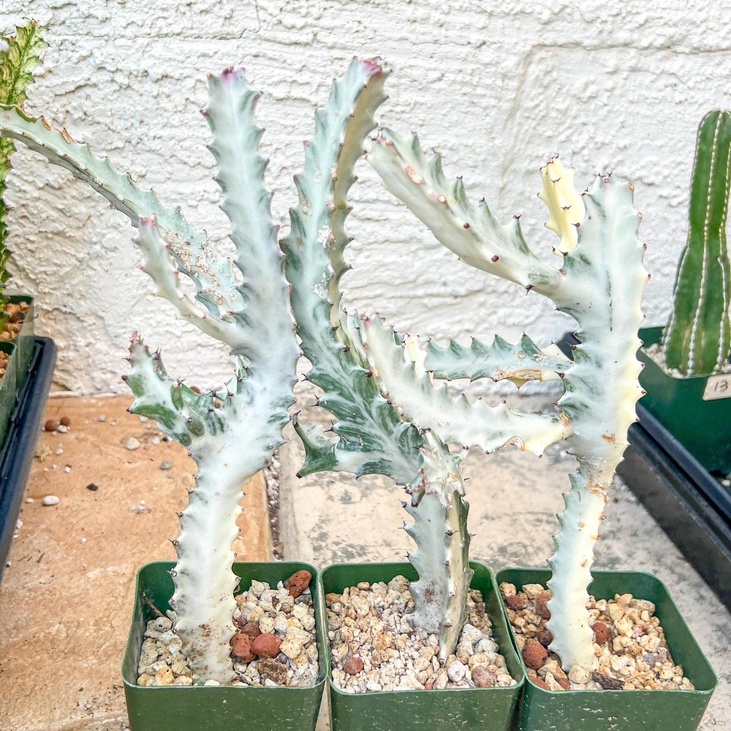 Ghost cactus (G1) | White variegated Euphorb lactea | Imported Cactus