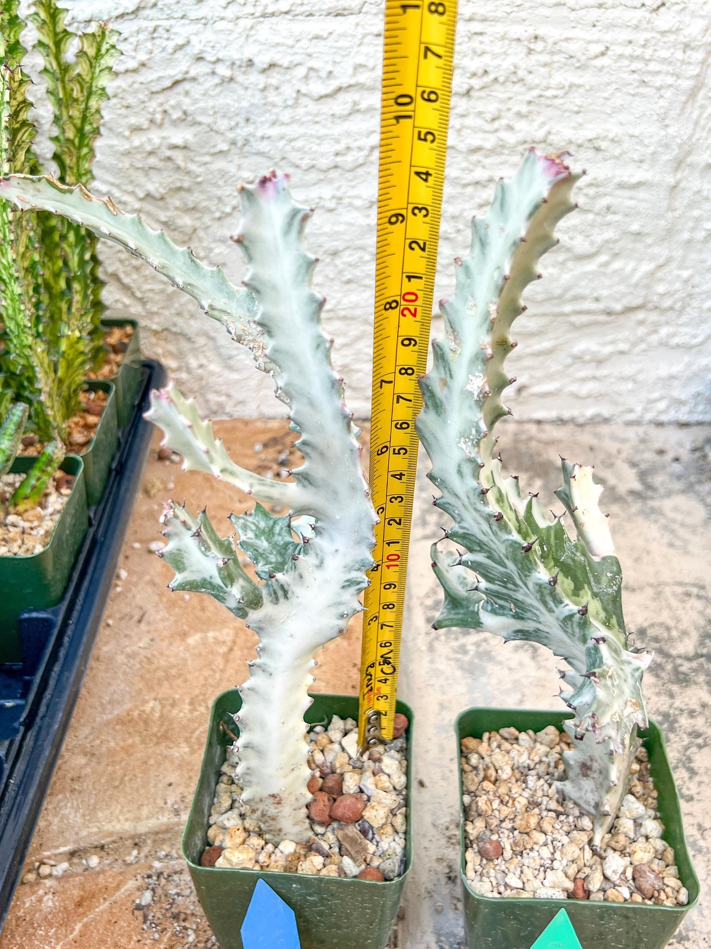 Ghost cactus (G1) | White variegated Euphorb lactea | Imported Cactus