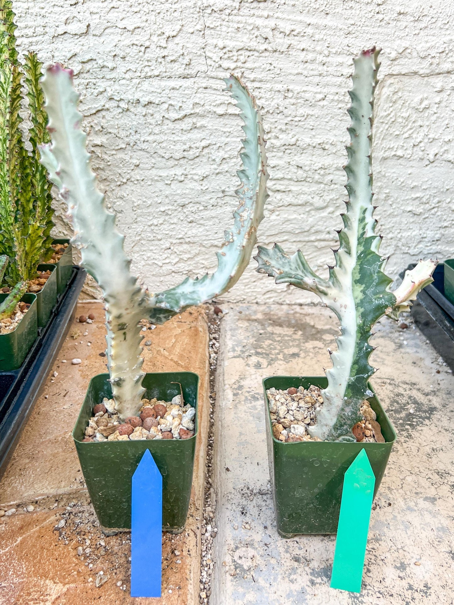 Ghost cactus (G1) | White variegated Euphorb lactea | Imported Cactus